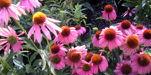 sun perennials